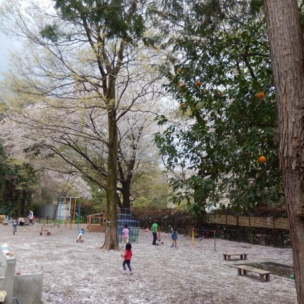 園庭に大きな桜の木があります